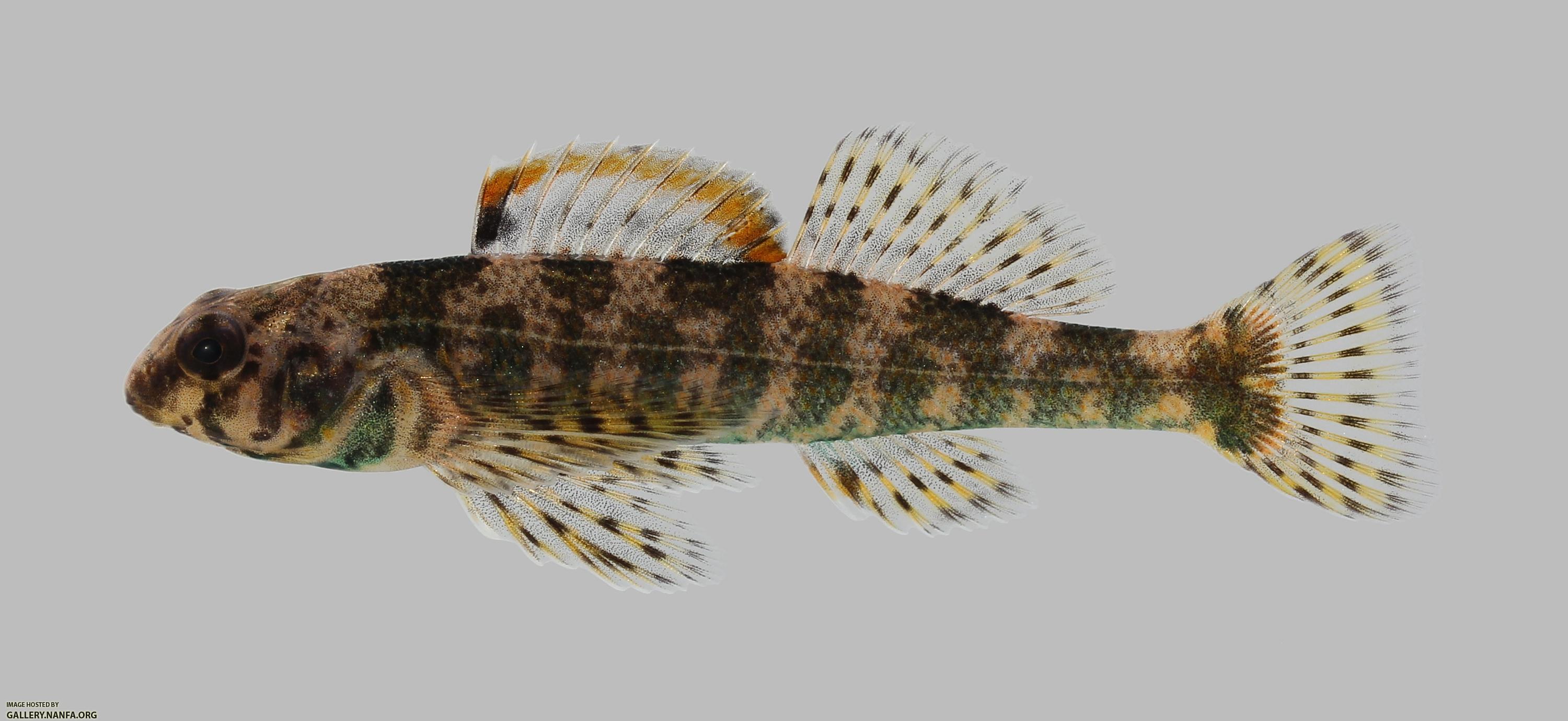 Etheostoma histrio Harlequin Darter 2330