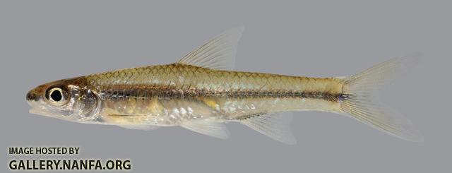 Hybopsis amnis Pallid Shiner 2091