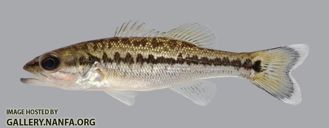 Micropterus punctulatus Spotted Bass 1881