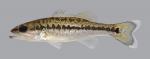 Micropterus punctulatus Spotted Bass 1881