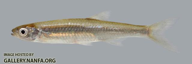 Notropis atherinoides  Emerald Shiner 840