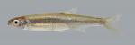 Notropis atherinoides  Emerald Shiner 840