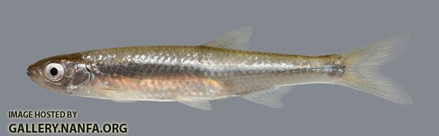 Notropis atherinoides Emerald Shiner 913 