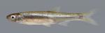 Notropis atherinoides Emerald Shiner 913 