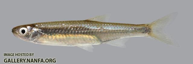 Notropis atherinoides Emerald Shiner 1476