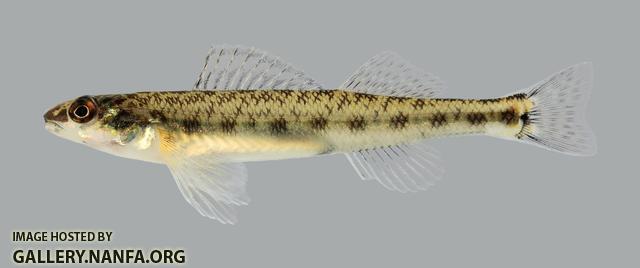 Percina copelandi Channel Darter 2676