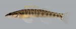 Percina nasuta Longnose Darter 2312