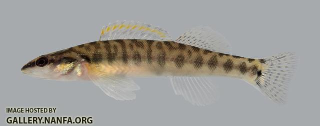 Percina nasuta Longnose Darter 2312