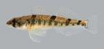 Percina uranidea Stargazing Darter 2588