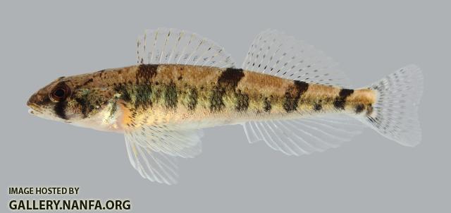 Percina uranidea Stargazing Darter 2588