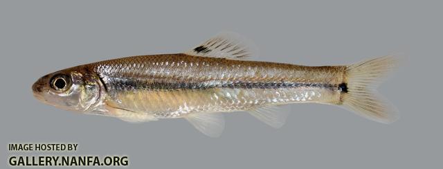 Pimephales vigilax Bullhead Minnow 1813.1