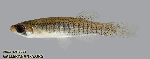 Fundulus dispar Starhead Topminnow 470