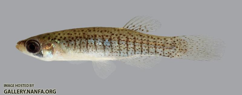 Fundulus dispar Starhead Topminnow 470