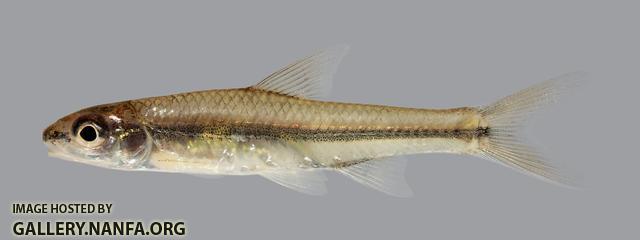 Hybopsis amnis Pallid Shiner 1117