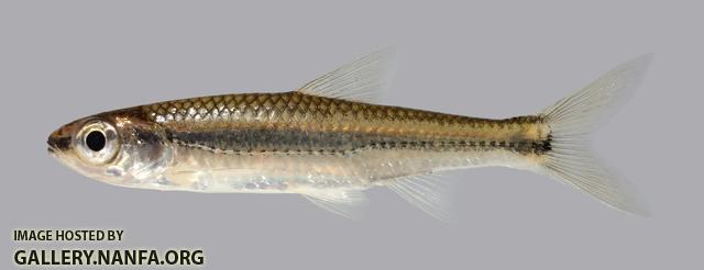 Notropis boops Bigeye Shiner 1076.4