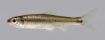 Notropis boops Bigeye Shiner 1076.4