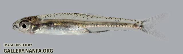 Notropis perpallidus Peppered Shiner 15