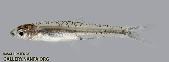 Notropis perpallidus Peppered Shiner 80