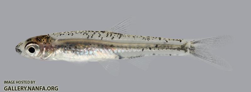 Notropis perpallidus Peppered Shiner 80