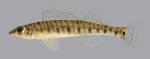 Percina caprodes  Logperch 795