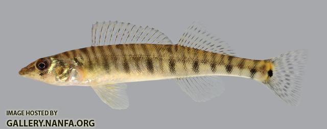 Percina caprodes  Logperch 795