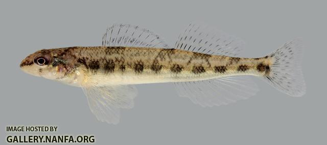 Percina vigil Saddleback Darter 551