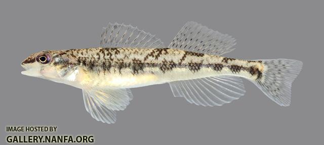 Percina vigil Saddleback Darter 1178