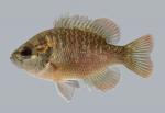 Lepomis miniatus Redspotted Sunfish 1876