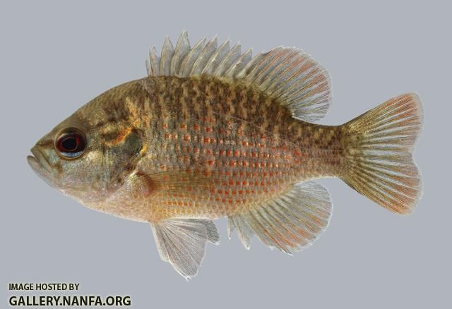 Lepomis miniatus Redspotted Sunfish 1876