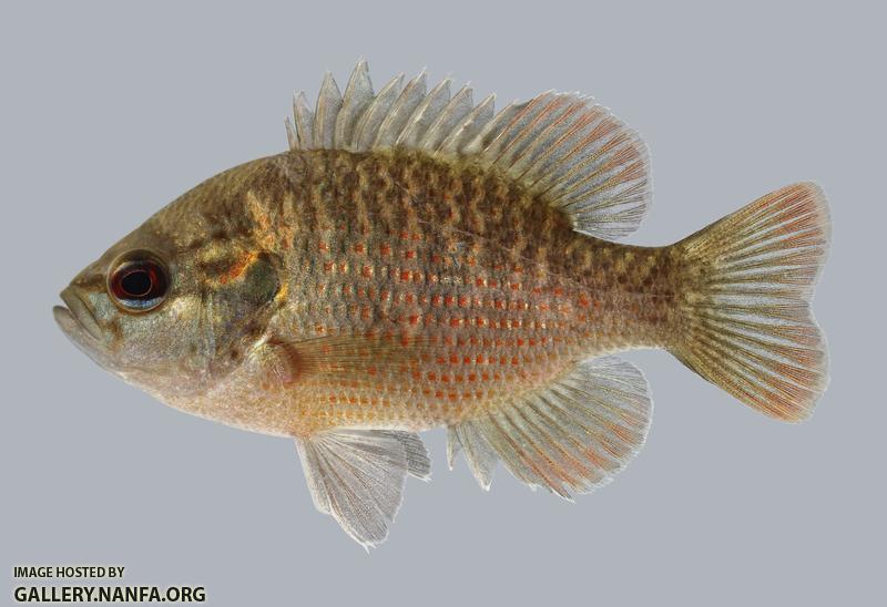 Lepomis miniatus Redspotted Sunfish 1876