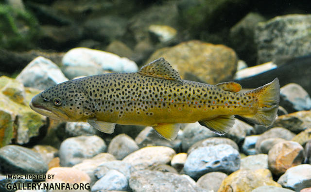 malebrowntrout2
