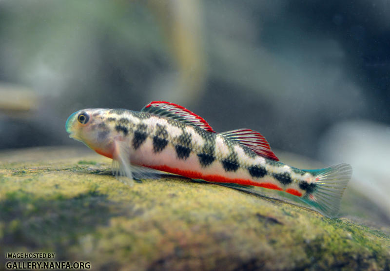 snubnose darter