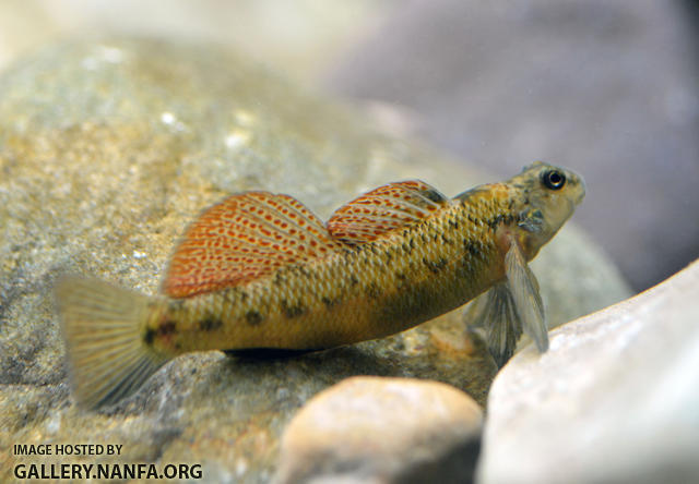 male longfin darter