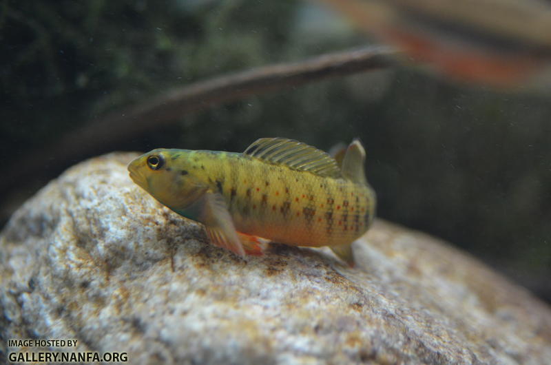 male bluebreast darter