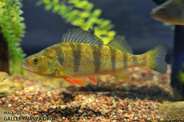 yellow perch perca flavascens