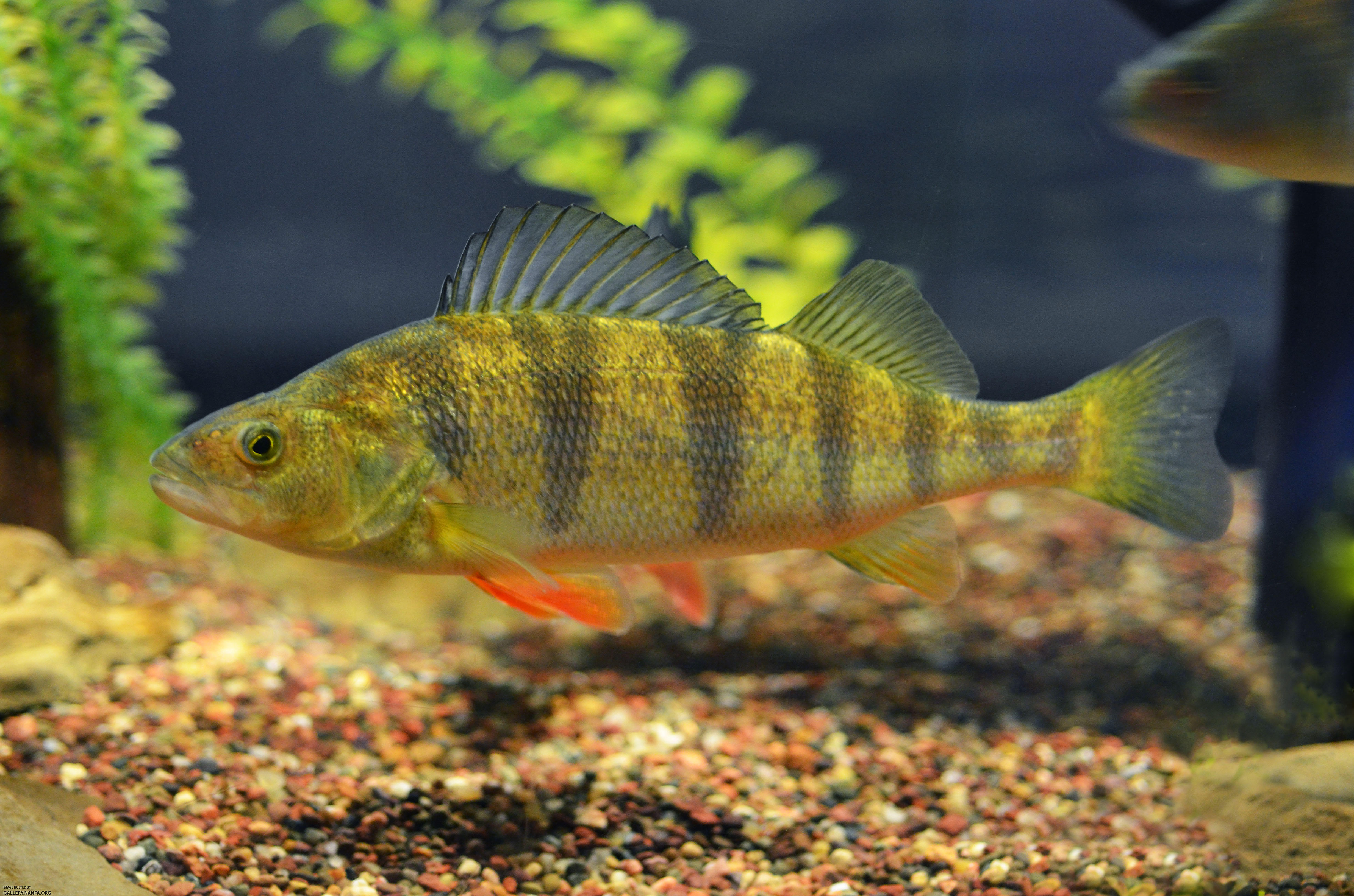 yellow perch perca flavascens