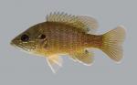 Lepomis cyanellus Green Sunfish 456.2500