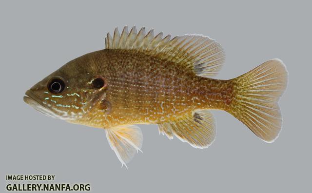 Lepomis cyanellus Green Sunfish 456.2500