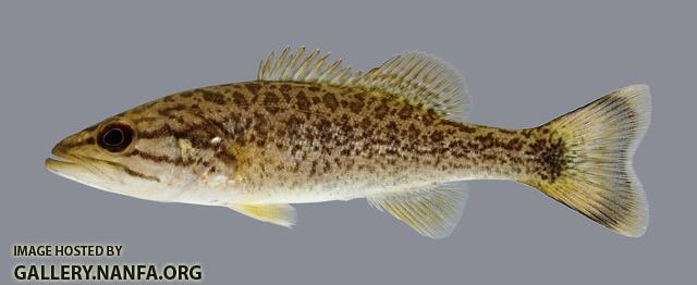 Micropterus dolomieu Smallmouth Bass 334.2500
