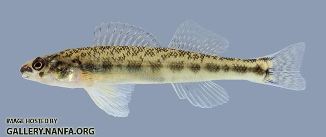 Percina copelandi Channel Darter 2108.2500