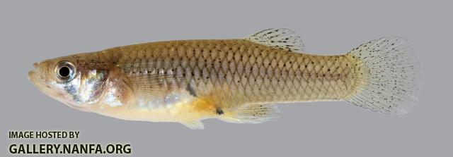 Gambusia affinis Western Mosquitofish 266.1.2500