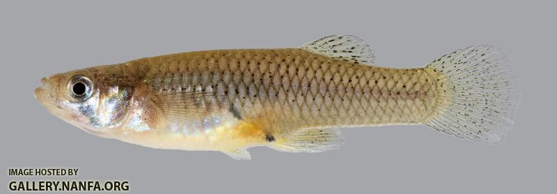 Gambusia affinis Western Mosquitofish 266.1.2500