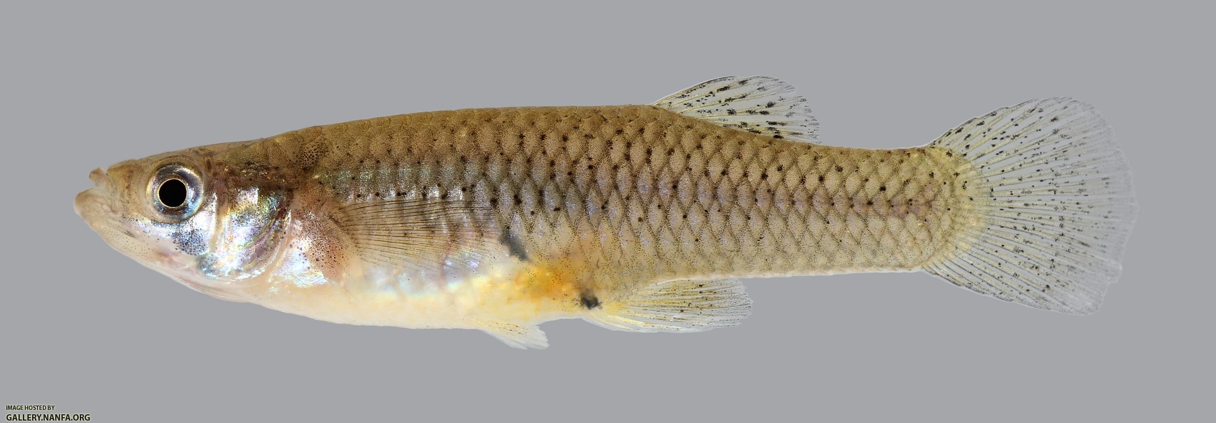 Gambusia affinis Western Mosquitofish 266.1.2500