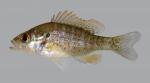 Lepomis humilis Orangespotted Sunfish 294.2500