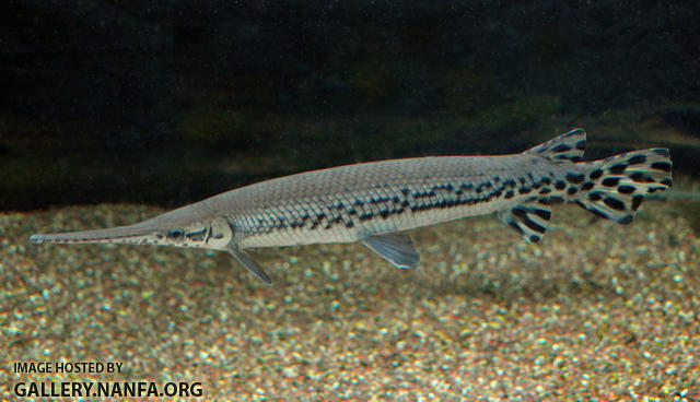 longnose gar2