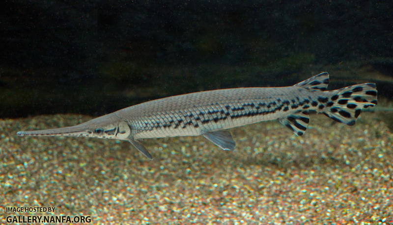 longnose gar2