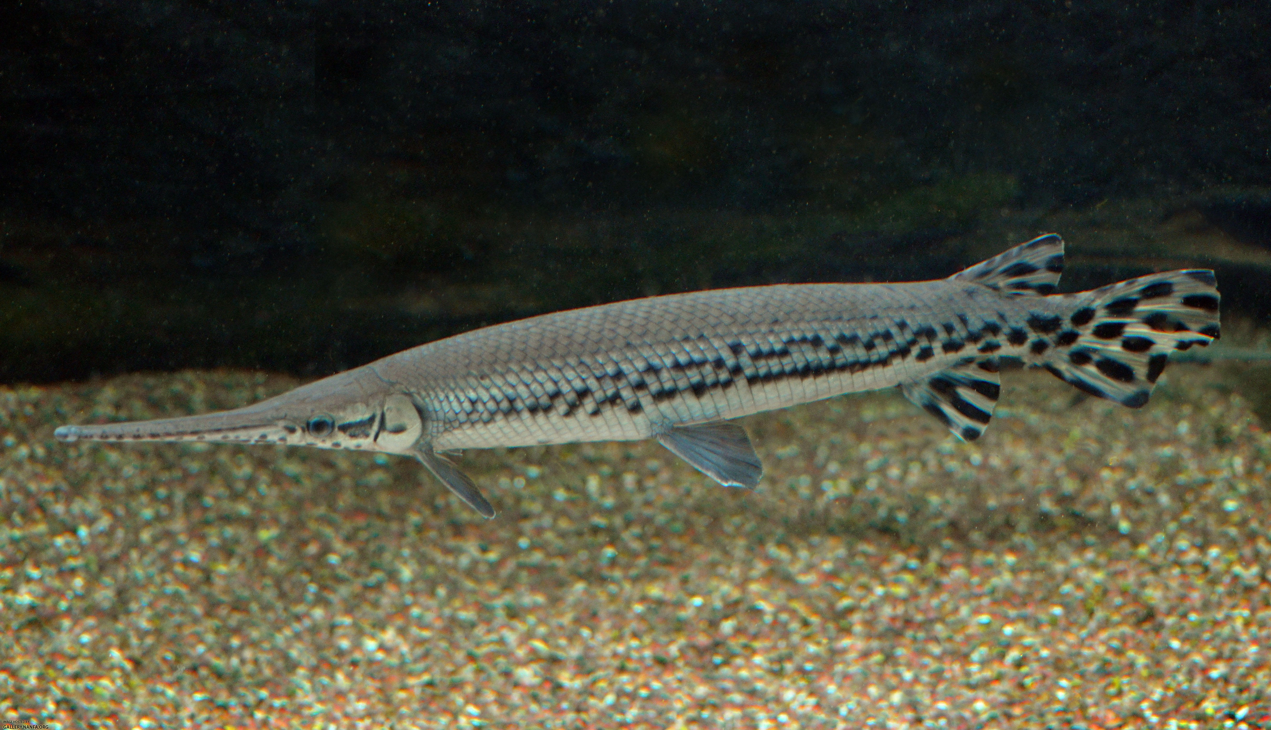 longnose gar2