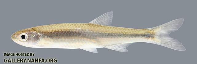 Notropis atherinoides Emerald Shiner 1245.2500