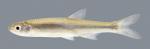 Notropis atherinoides Emerald Shiner 1245.2500