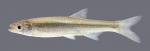 Notropis atherinoides Emerald Shiner 1971.2500